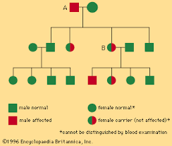 Hemophilia Pathology Britannica