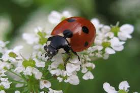 attract ladybugs to your garden