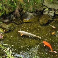 what can i do with unwanted pond fish