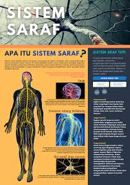 Sistem saraf terdiri dari dua macam yakni sistem saraf pusat. Sistem Saraf Sistem Saraf Tubuh Biologi
