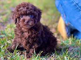 poodle puppies in louisiana