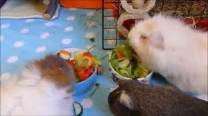 guinea pig t fruits and vegetables
