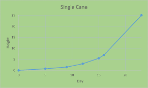 Single Cane 1024x612 Lewis Bamboo