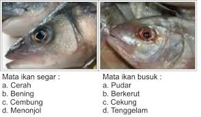 Ikan dapat menunjukkan rekasi terhadap perubahan fisik air maupun terhadap adanya senyawa pencemar yang terlarut dalam batas kosentrasi tertentu. Ciri Ciri Ikan Segar Super Indo Lebih Segar Lebih Hemat Lebih Dekat