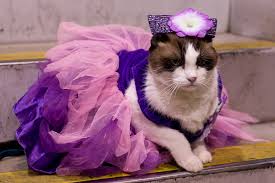 Image result for cats dressed in costumes