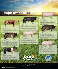 Major Swine Breeds Pork Checkoff