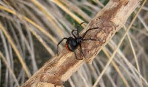 Females are larger than males and measure up to 15 millimetres while the males measure up. False Black Widow Spider Facts Bite Habitat Information