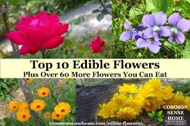edible flowers list with flower names