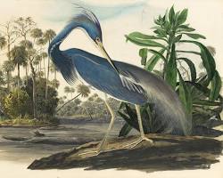 John James Audubon watercolor painting