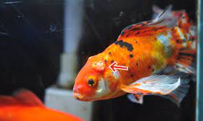 金魚のコブはボックス病 | アクアリウム さぼりch ブログ