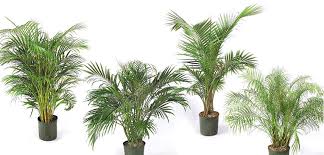 Which palm tree is good to grow on a patio? Palm Landscape Costa Farms