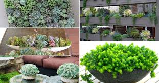 5 Easy Care Mini Succulent Garden Ideas