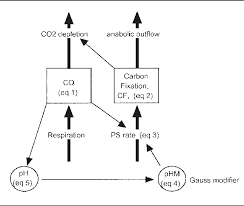 Diagram Of The Photosynthesis Model