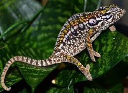 carpet chameleon facts and pictures