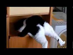 Толстый кот застрял в шкафу!!!!!!!!!!! - YouTube