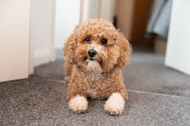 toy poodle dog breed information care