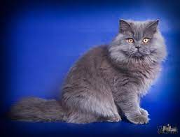 Серый британский длинношерстный кот