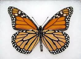 real monarch erfly wings 925