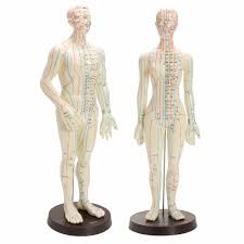 Us 59 89 40 Off Human Body Acupuncture Model Male Female Meridians Model Chart Book Base 48 50cm In Medical Science From Office School Supplies On