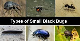 types of small black bugs with