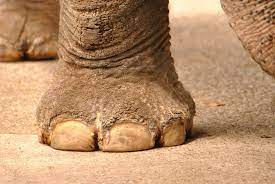 象の足裏は重要な感覚器