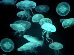 Image result for jellyfish images