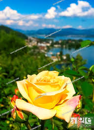 beautiful rose flower in swiss garden