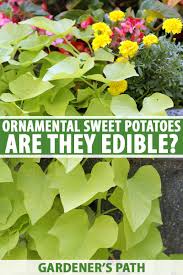 are ornamental sweet potatoes edible