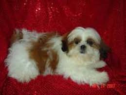 Check spelling or type a new query. Free Shih Tzu Puppies In Maryland