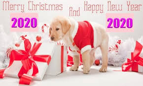 Senior couple with gifts and dog. Droll Happy New Year Puppies 2020 L2sanpiero