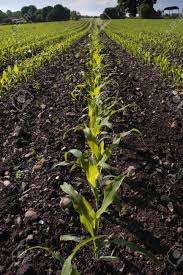Corn Seedlings Growing In Rural Field