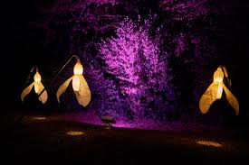 Die illuminationen von wolfgang flammersfeld locken schon seit 2014 viele gäste nach zülpich. Zulpich Leuchtende Garten In Zulpich Faszinierendes Farbenspiel Eifelon