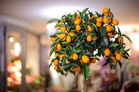 12 Fruit Trees You Can Grow Indoors For