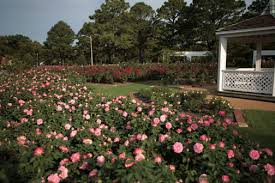 Huntington Park Rose Garden Newport