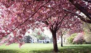 Spring Flowering Trees Mahoney S