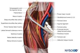 Medial muscles adduct and rotate your thigh, and posterior flex your leg and extend your thigh. Nysora Drawing Structures Of Upper Thigh And Pelvis English Labels Anatomytool