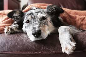 causes of cold like symptoms in dogs