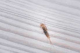 how to get rid of silverfish what
