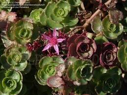 sedum spurium bronze carpet