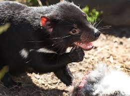Seven tasmanian devils have been born in the wild in mainland australia, more than 3,000 years after they died out in the country. Wzoaref9mdaa3m