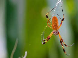 6 biggest spiders in florida owlcation