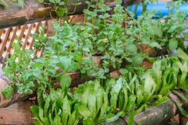 Easy To Grow Vegetables And Herbs Plus
