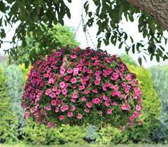 Maybe you would like to learn more about one of these? Hanging Flower Baskets 5 Secrets The Pros Use The Garden Glove