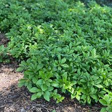 pachysandra terminalis green carpet