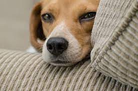 Symptoms of Canine Distemper - The House Call Vet | Blog Post