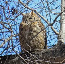 adaptable great horned owl sits atop