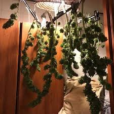With careful monitoring, a little due diligence, and all natural supplies, you can get spider mites under control before they take control. Spider Mites In Late Flowering Grow Question By Soxasora Growdiaries