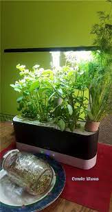 Plant An Indoor Hydroponic Herb Garden