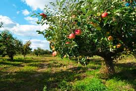 What Is The Habitat Of An Apple Tree
