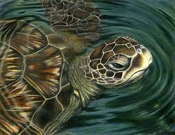 sea turtle prints corrina thurston